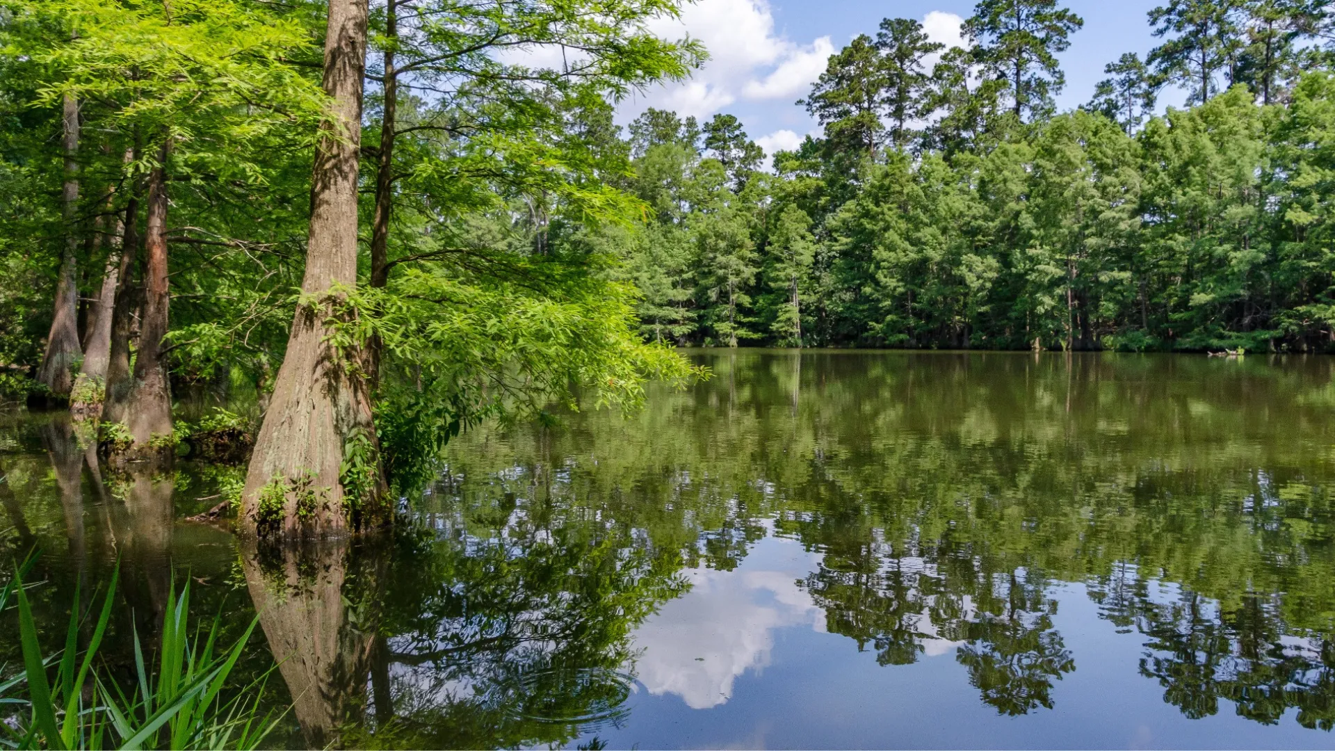 Picture of spring creek greenway park with trees reflecting in water