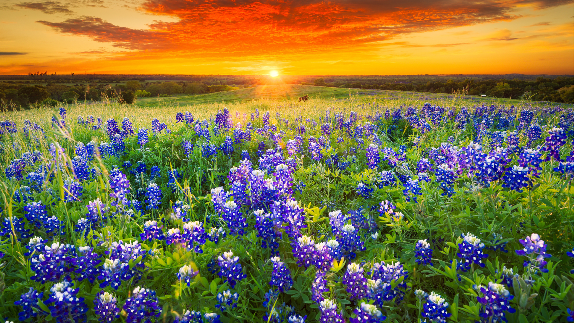 Bluebonnet field with sunset in back ground and orange sky
