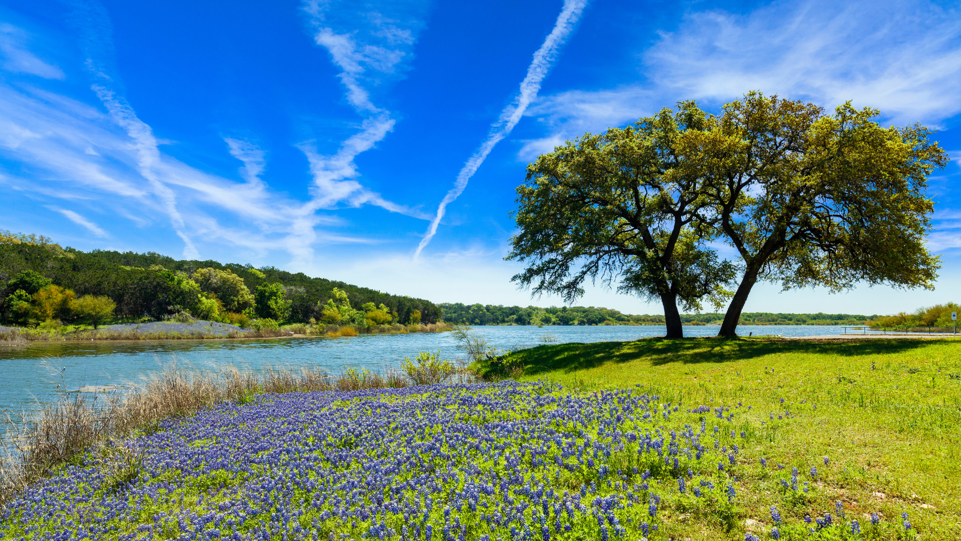 Bluebonnet field in the Texas Hill Country with river in background and large oak tree