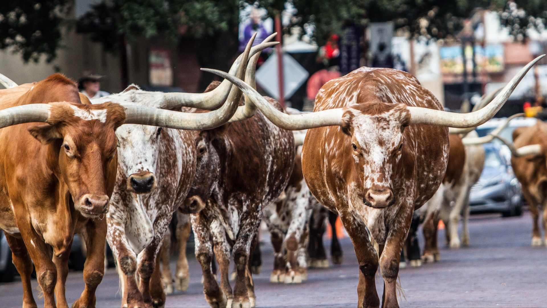 Steers from Fort Worth Stockyards