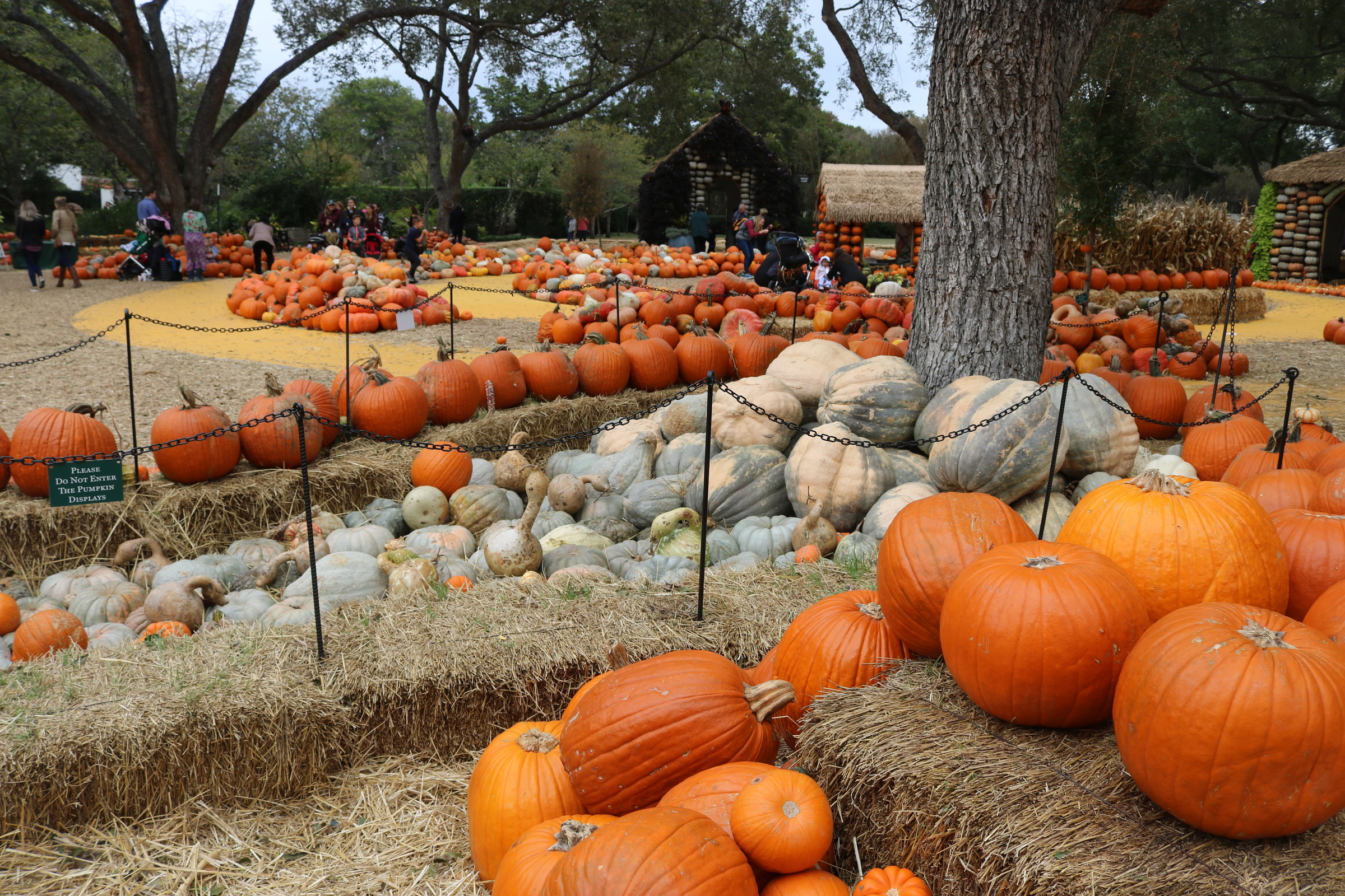 Pumpkins decorating the Dallas Arboretum and Botanical Garden