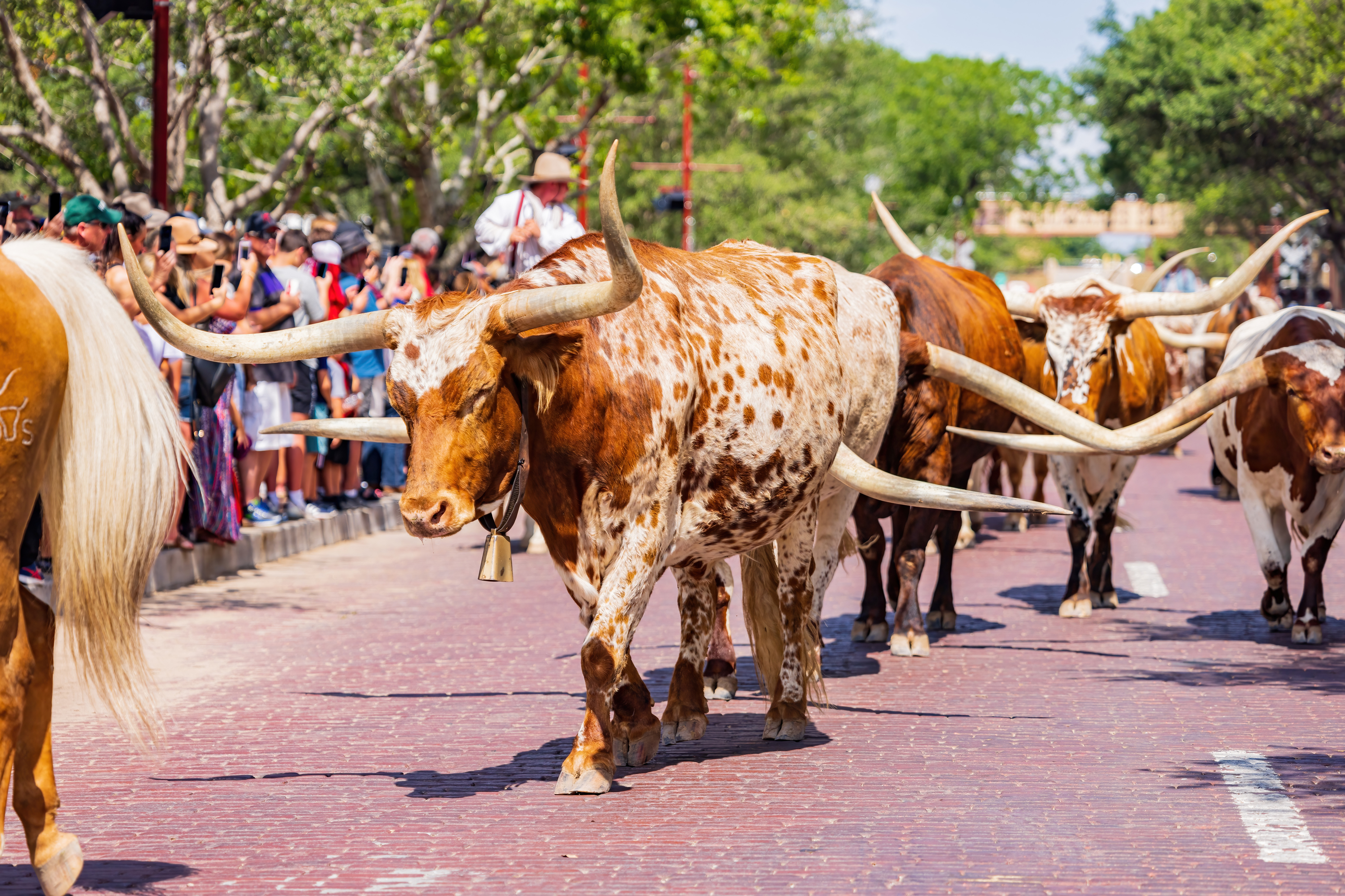 Fort Worth Stockyards Station Cattle Run